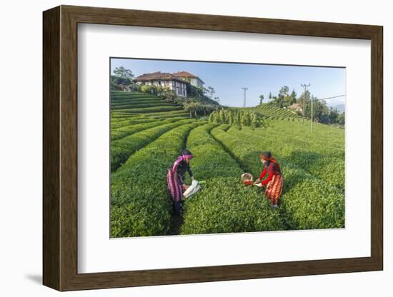 Girls Collecting Tea in Field in Rize, Black Sea Region of Turkey-Ali Kabas-Framed Photographic Print