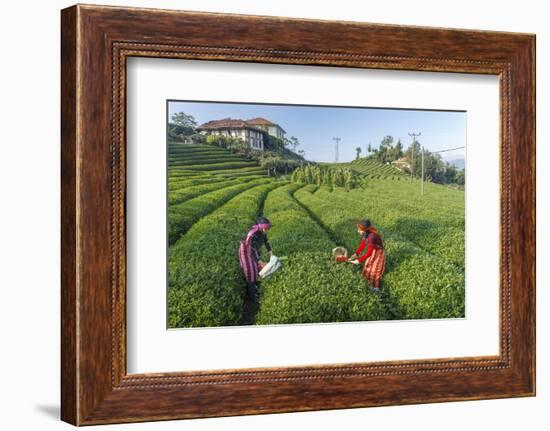 Girls Collecting Tea in Field in Rize, Black Sea Region of Turkey-Ali Kabas-Framed Photographic Print