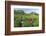 Girls Collecting Tea in Field in Rize, Black Sea Region of Turkey-Ali Kabas-Framed Photographic Print