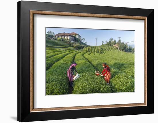 Girls Collecting Tea in Field in Rize, Black Sea Region of Turkey-Ali Kabas-Framed Photographic Print