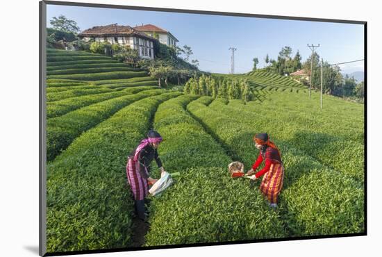 Girls Collecting Tea in Field in Rize, Black Sea Region of Turkey-Ali Kabas-Mounted Photographic Print
