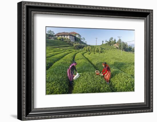 Girls Collecting Tea in Field in Rize, Black Sea Region of Turkey-Ali Kabas-Framed Photographic Print