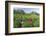 Girls Collecting Tea in Field in Rize, Black Sea Region of Turkey-Ali Kabas-Framed Photographic Print