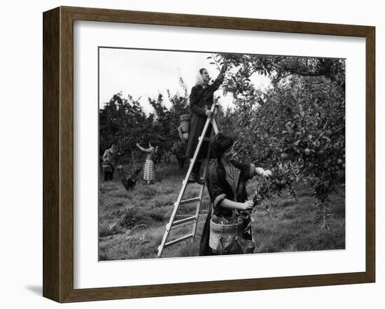 Girls Picking Apples-null-Framed Photographic Print