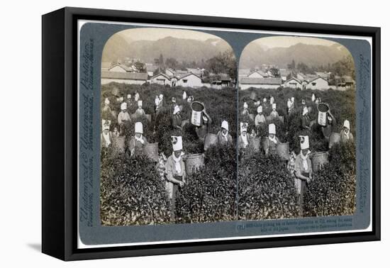 Girls Picking Tea on the Famous Plantation at Uji, Japan, 1904-Underwood & Underwood-Framed Premier Image Canvas