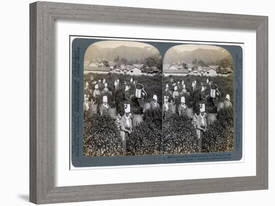 Girls Picking Tea on the Famous Plantation at Uji, Japan, 1904-Underwood & Underwood-Framed Giclee Print