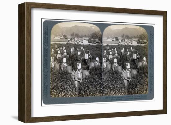 Girls Picking Tea on the Famous Plantation at Uji, Japan, 1904-Underwood & Underwood-Framed Giclee Print