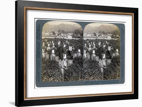 Girls Picking Tea on the Famous Plantation at Uji, Japan, 1904-Underwood & Underwood-Framed Giclee Print