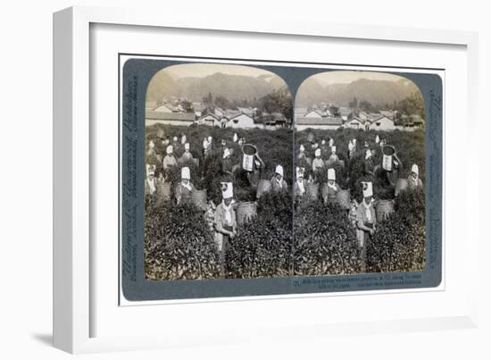 Girls Picking Tea on the Famous Plantation at Uji, Japan, 1904-Underwood & Underwood-Framed Giclee Print