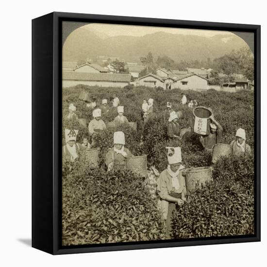 Girls Picking Tea, Uji, Japan-Underwood & Underwood-Framed Premier Image Canvas