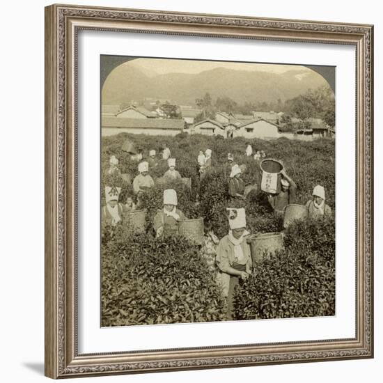 Girls Picking Tea, Uji, Japan-Underwood & Underwood-Framed Photographic Print