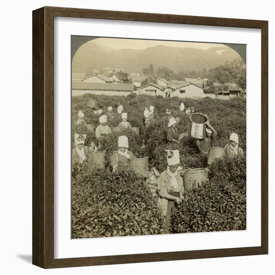 Girls Picking Tea, Uji, Japan-Underwood & Underwood-Framed Photographic Print