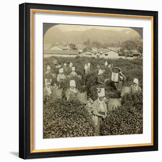 Girls Picking Tea, Uji, Japan-Underwood & Underwood-Framed Photographic Print