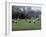 Girls Playing Lacrosse-null-Framed Photographic Print