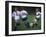 Girls Playing Soccer on a Field-null-Framed Photographic Print