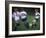 Girls Playing Soccer on a Field-null-Framed Photographic Print