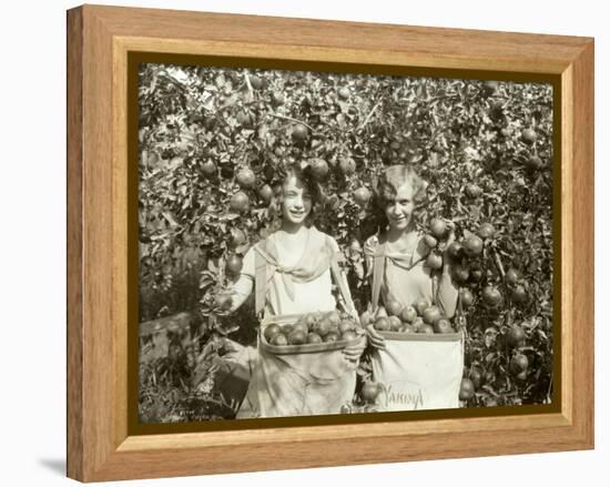 Girls with Apple Harvest, Yakima, 1928-Asahel Curtis-Framed Premier Image Canvas