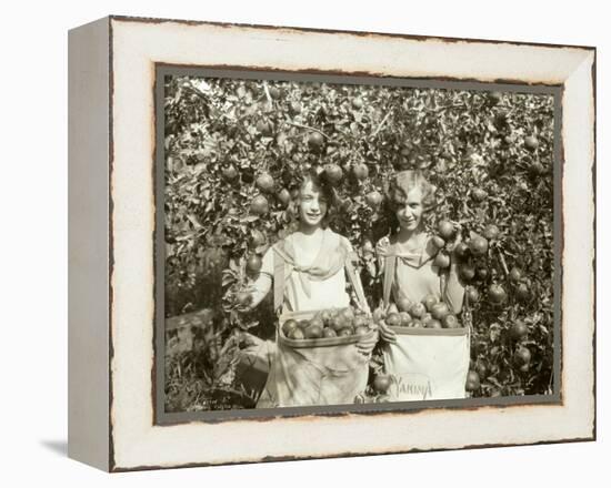 Girls with Apple Harvest, Yakima, 1928-Asahel Curtis-Framed Premier Image Canvas