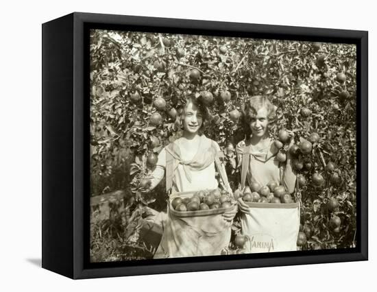 Girls with Apple Harvest, Yakima, 1928-Asahel Curtis-Framed Premier Image Canvas