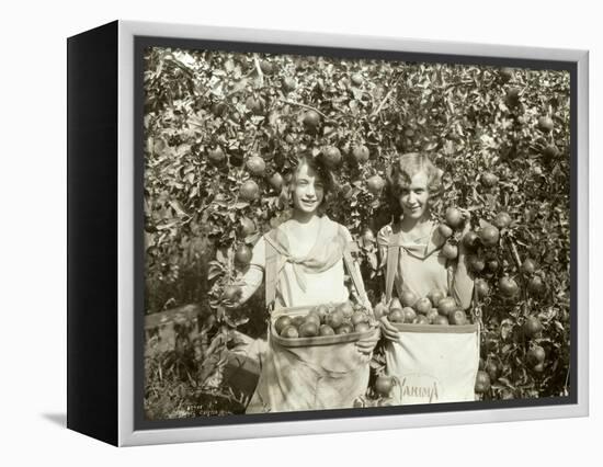 Girls with Apple Harvest, Yakima, 1928-Asahel Curtis-Framed Premier Image Canvas