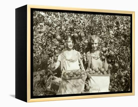 Girls with Apple Harvest, Yakima, 1928-Asahel Curtis-Framed Premier Image Canvas