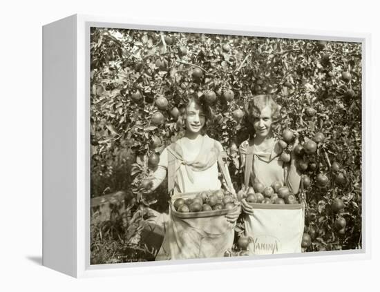 Girls with Apple Harvest, Yakima, 1928-Asahel Curtis-Framed Premier Image Canvas