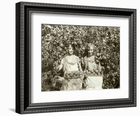 Girls with Apple Harvest, Yakima, 1928-Asahel Curtis-Framed Giclee Print