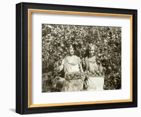 Girls with Apple Harvest, Yakima, 1928-Asahel Curtis-Framed Giclee Print