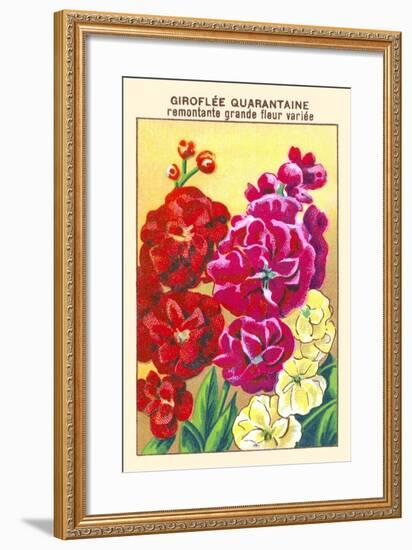 Giroflee Quarantaine Remontante Grande Fleur Variee-null-Framed Art Print