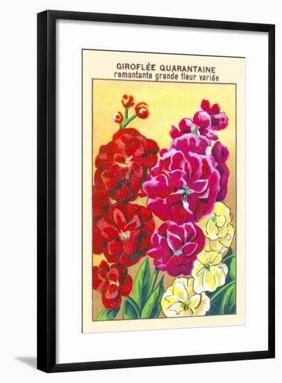 Giroflee Quarantaine Remontante Grande Fleur Variee-null-Framed Art Print