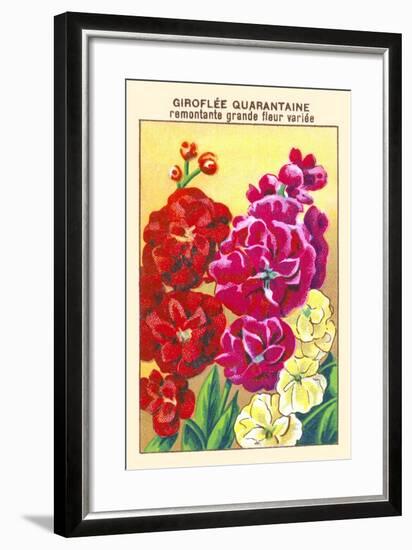 Giroflee Quarantaine Remontante Grande Fleur Variee-null-Framed Art Print