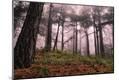 Photographic Print