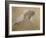 Giuseppe Verdi on His Deathbed-Adolfo Hohenstein-Framed Giclee Print