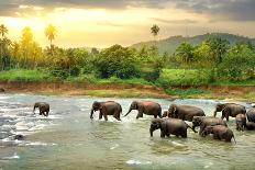 Elephants in Water-Givaga-Photographic Print