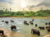 Elephants in River-Givaga-Photographic Print