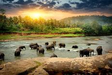 Elephants in River-Givaga-Photographic Print