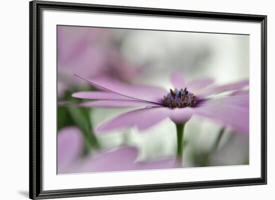 Give Me Some Space-Heidi Westum-Framed Photographic Print