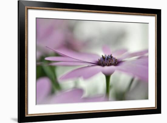 Give Me Some Space-Heidi Westum-Framed Photographic Print