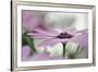 Give Me Some Space-Heidi Westum-Framed Photographic Print