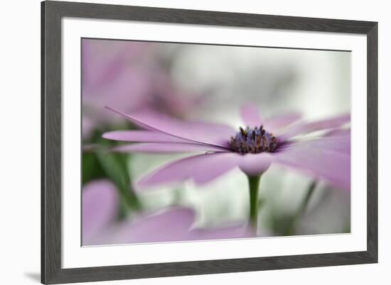 Give Me Some Space-Heidi Westum-Framed Photographic Print