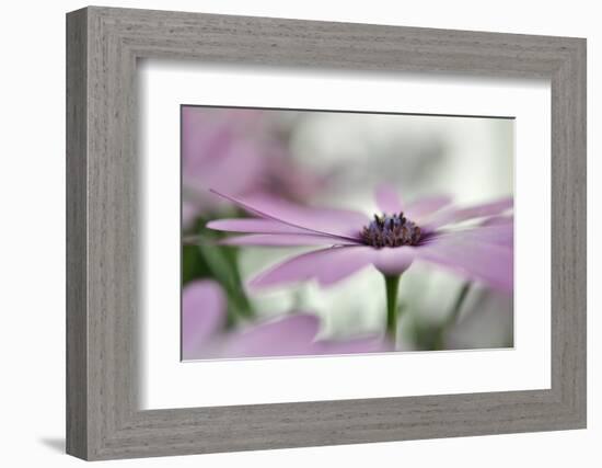 Give Me Some Space-Heidi Westum-Framed Photographic Print