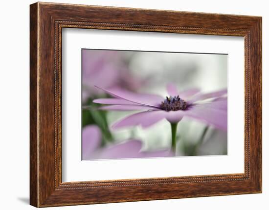 Give Me Some Space-Heidi Westum-Framed Photographic Print