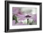 Give Me Some Space-Heidi Westum-Framed Photographic Print