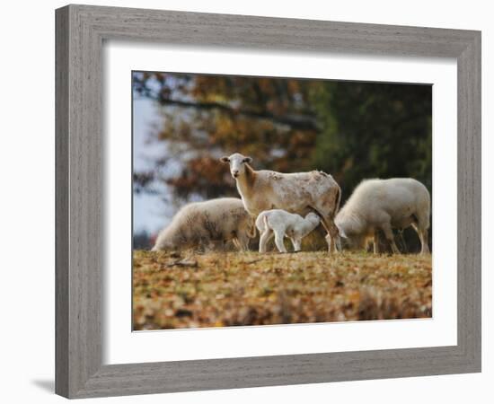 Giving Nourishment Sheep-Jai Johnson-Framed Giclee Print