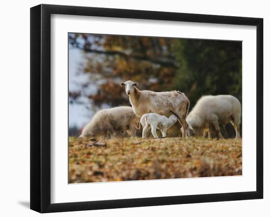 Giving Nourishment Sheep-Jai Johnson-Framed Giclee Print