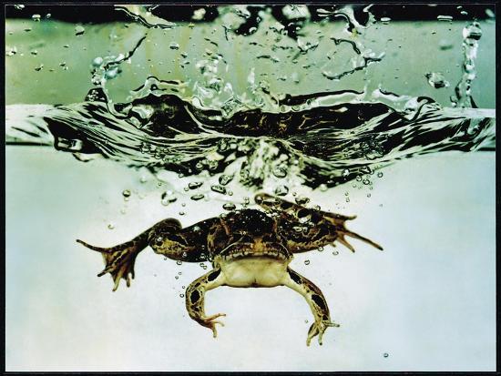 Photographic Print, , large