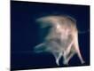 Premium Photographic Print
