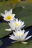 Three Water Lilies.-gjphotography-Photographic Print