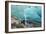 Glacial Cave, Switzerland-Dr. Juerg Alean-Framed Photographic Print