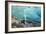 Glacial Cave, Switzerland-Dr. Juerg Alean-Framed Photographic Print